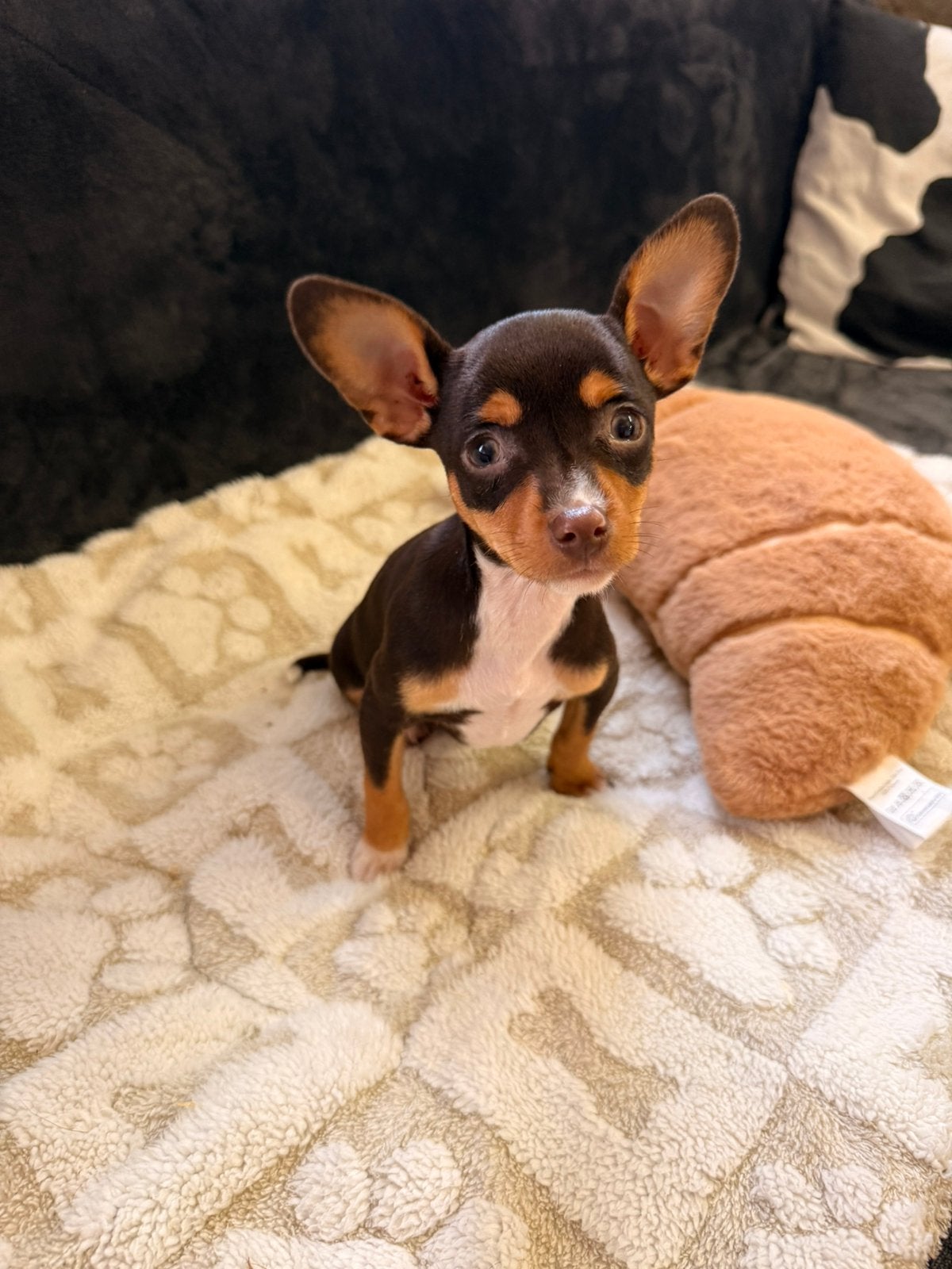 Dwergpinscher, Maladie de Carré (chiens), Belgique, Un chien, Chienne