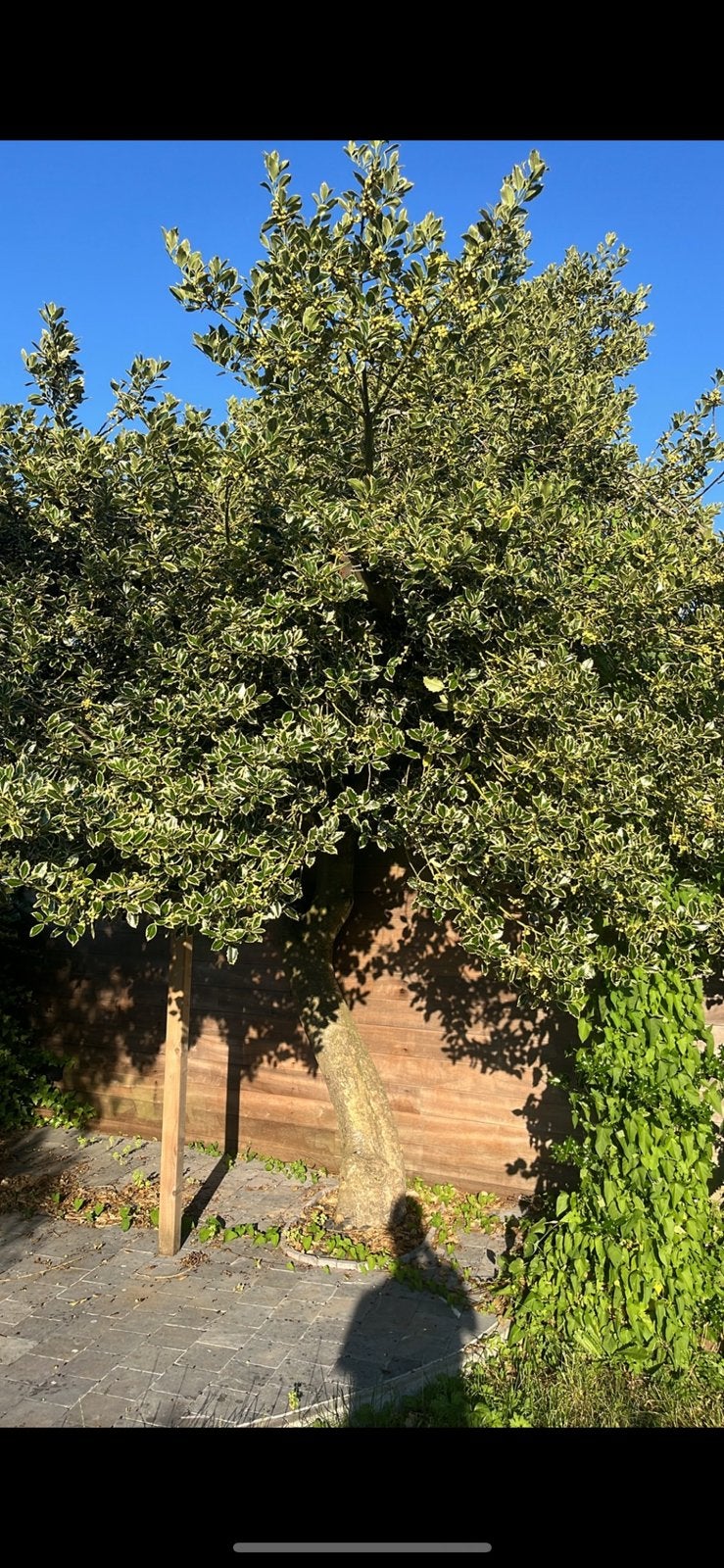 bonte olijfwilg boom, Tuin en Terras, Ophalen
