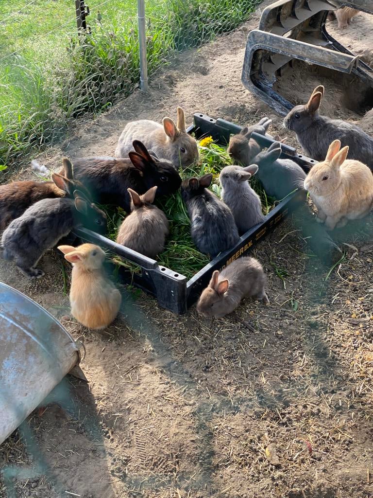Konijnen te koop, Dieren en Toebehoren, Konijnen