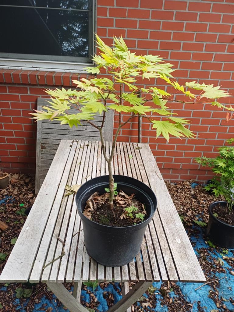 1 acer, Ophalen
