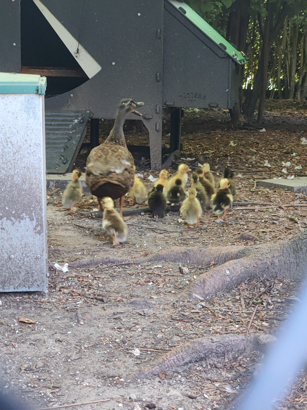 Indische loopeend kuikens