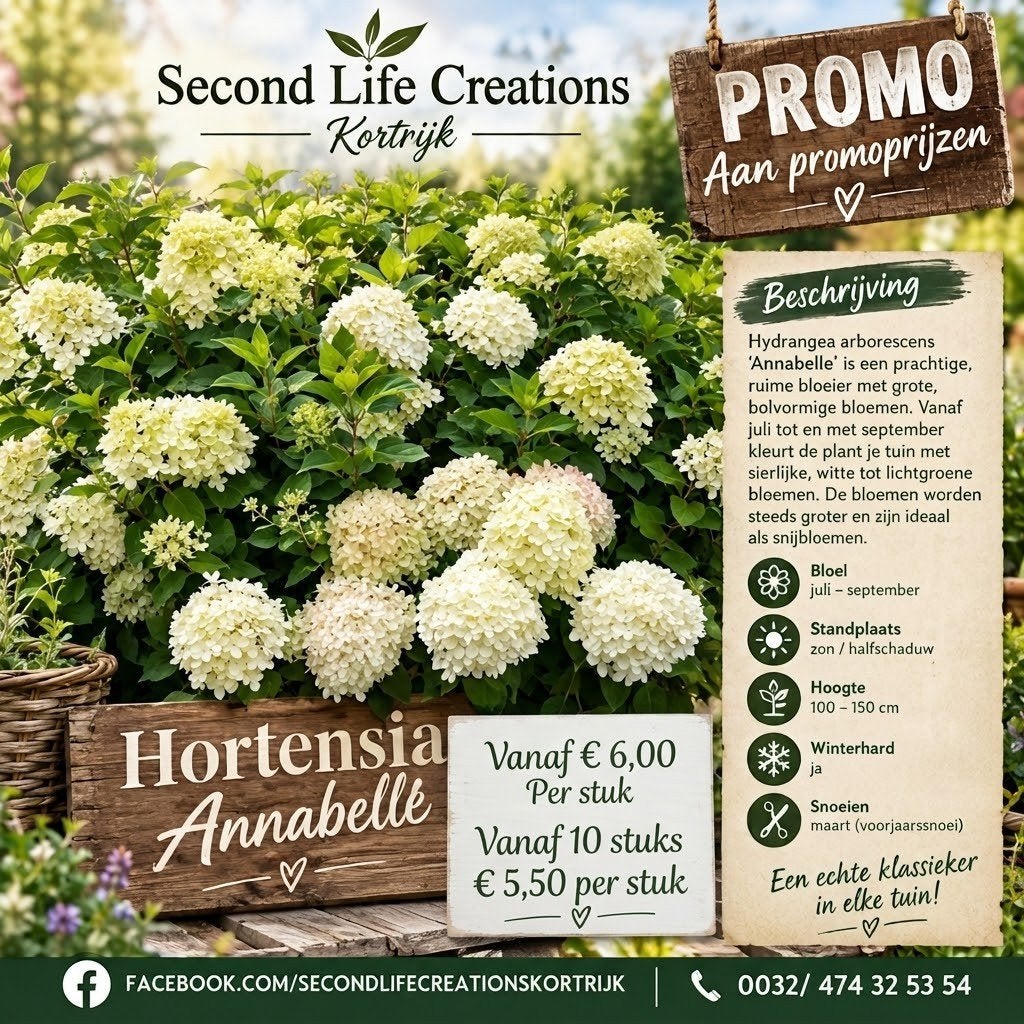 ‼️hortensia anabelle aan stuntprijzen ‼️, Tuin en Terras, Ophalen, Hortensia