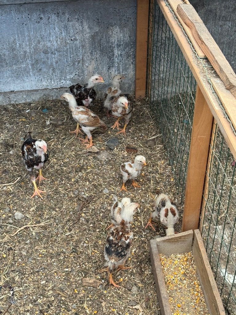 pluimvee maleierkuikens 4 weken oud,6 eruro tstuk, Dieren en Toebehoren, Pluimvee, Geslacht onbekend, Kip