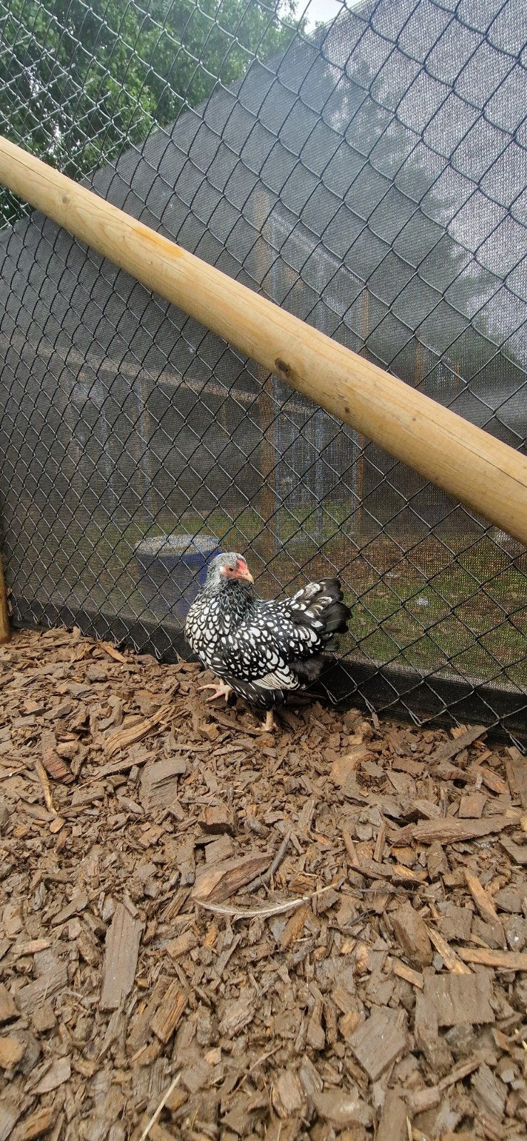 Wyandotte Krielen, Dieren en Toebehoren