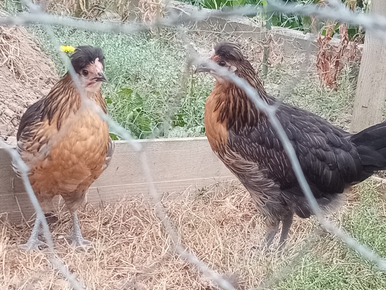 Brabants hoen, Dieren en Toebehoren