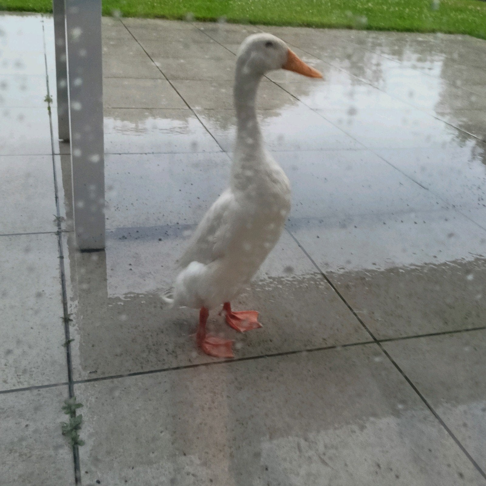 Broedeieren van witte Indische loopeenden.