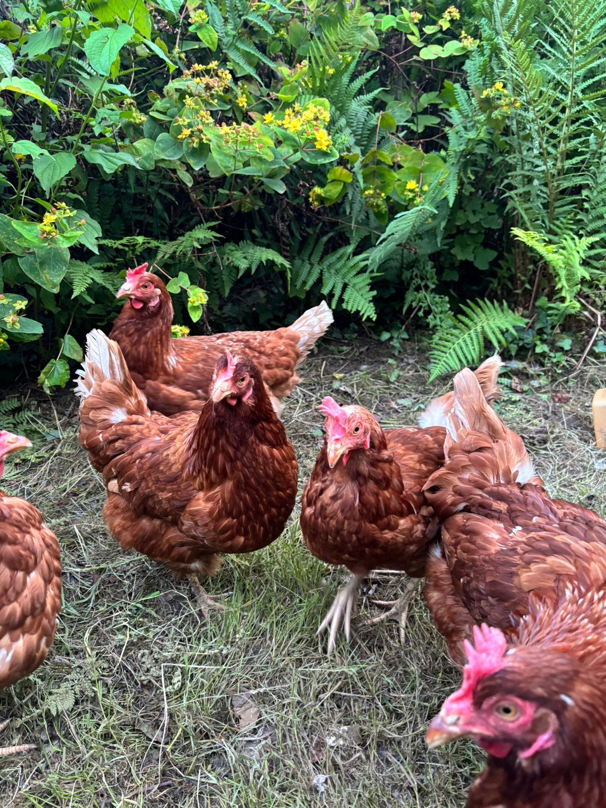 11 hennen en 1 haan te koop (Complete toom), Dieren en Toebehoren, Pluimvee, Meerdere dieren, Kip
