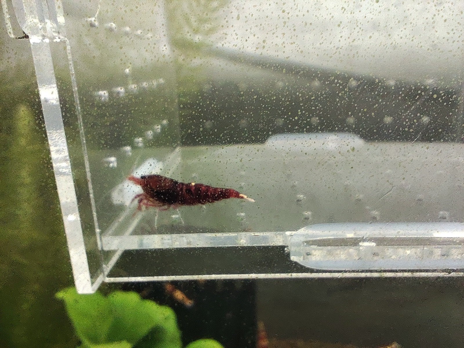 crevettes caridina Taiwan bee ruby, Animaux & Accessoires, Enlèvement ou Envoi