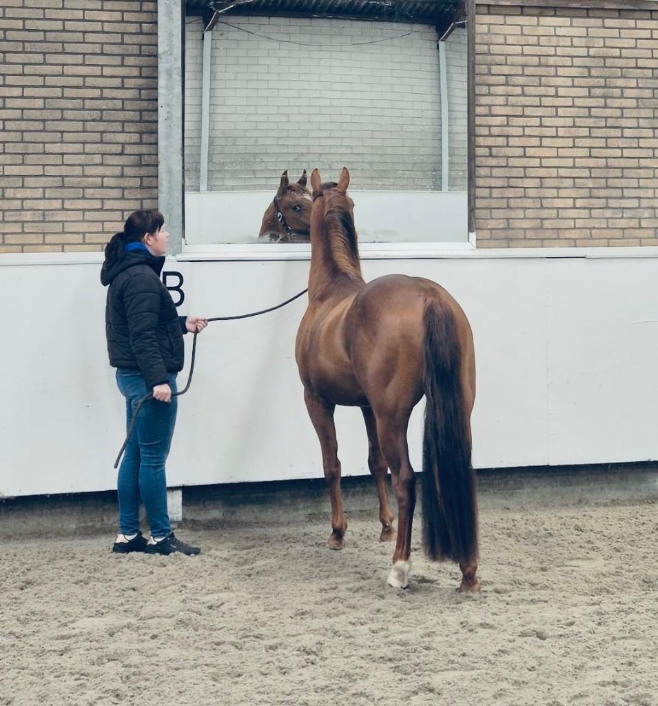 Gezocht Quarter horse, Dieren en Toebehoren, Paarden, Gechipt, Niet van toepassing, 3 tot 6 jaar, Westernpaard