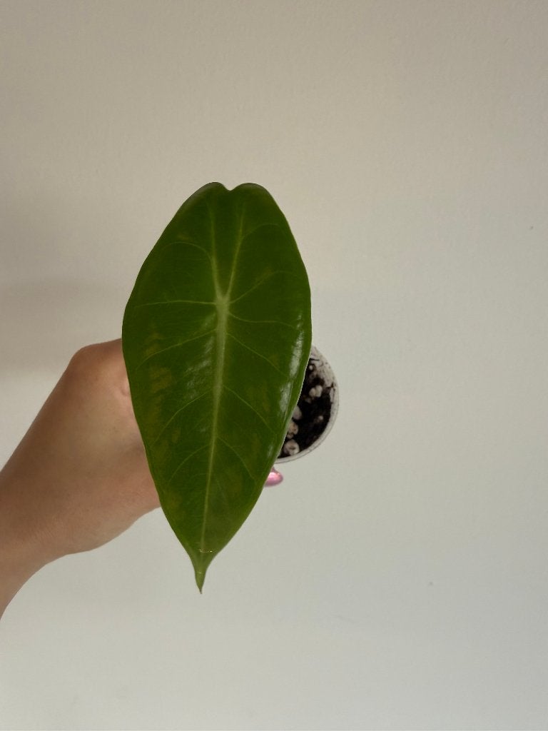 Alocasia Longiloba SP golden, Huis en Inrichting, Overige soorten, Minder dan 100 cm, Groene kamerplant, Halfschaduw