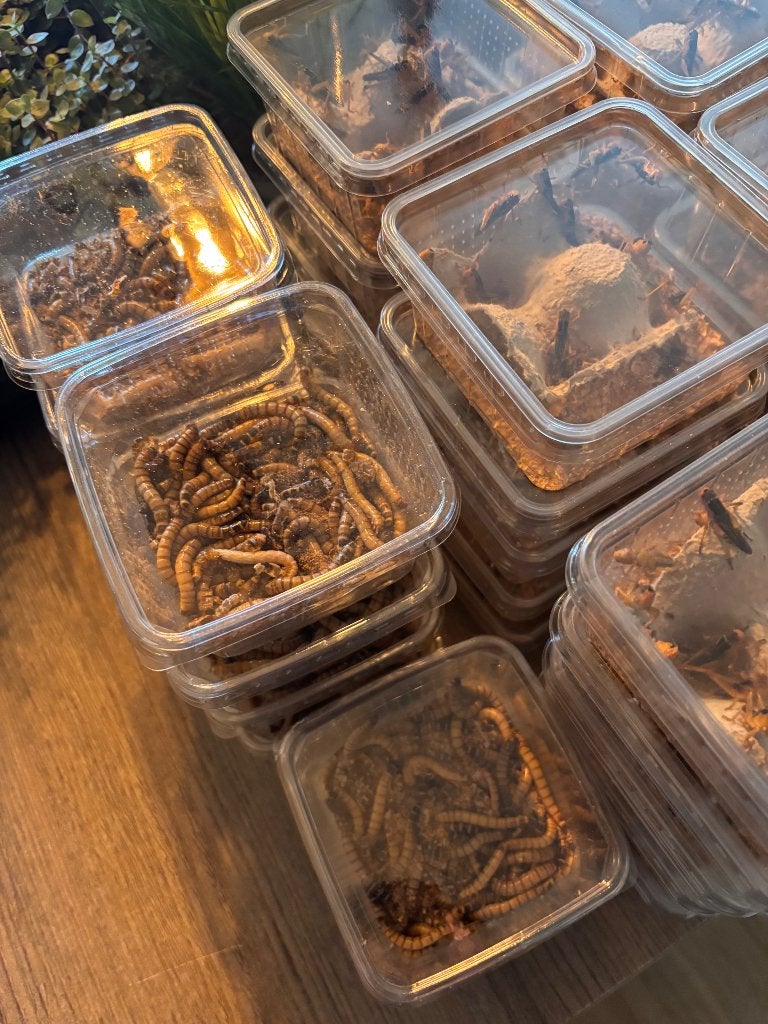 Voederinsecten voor reptielen, Ophalen of Verzenden, Nieuw, Overige typen