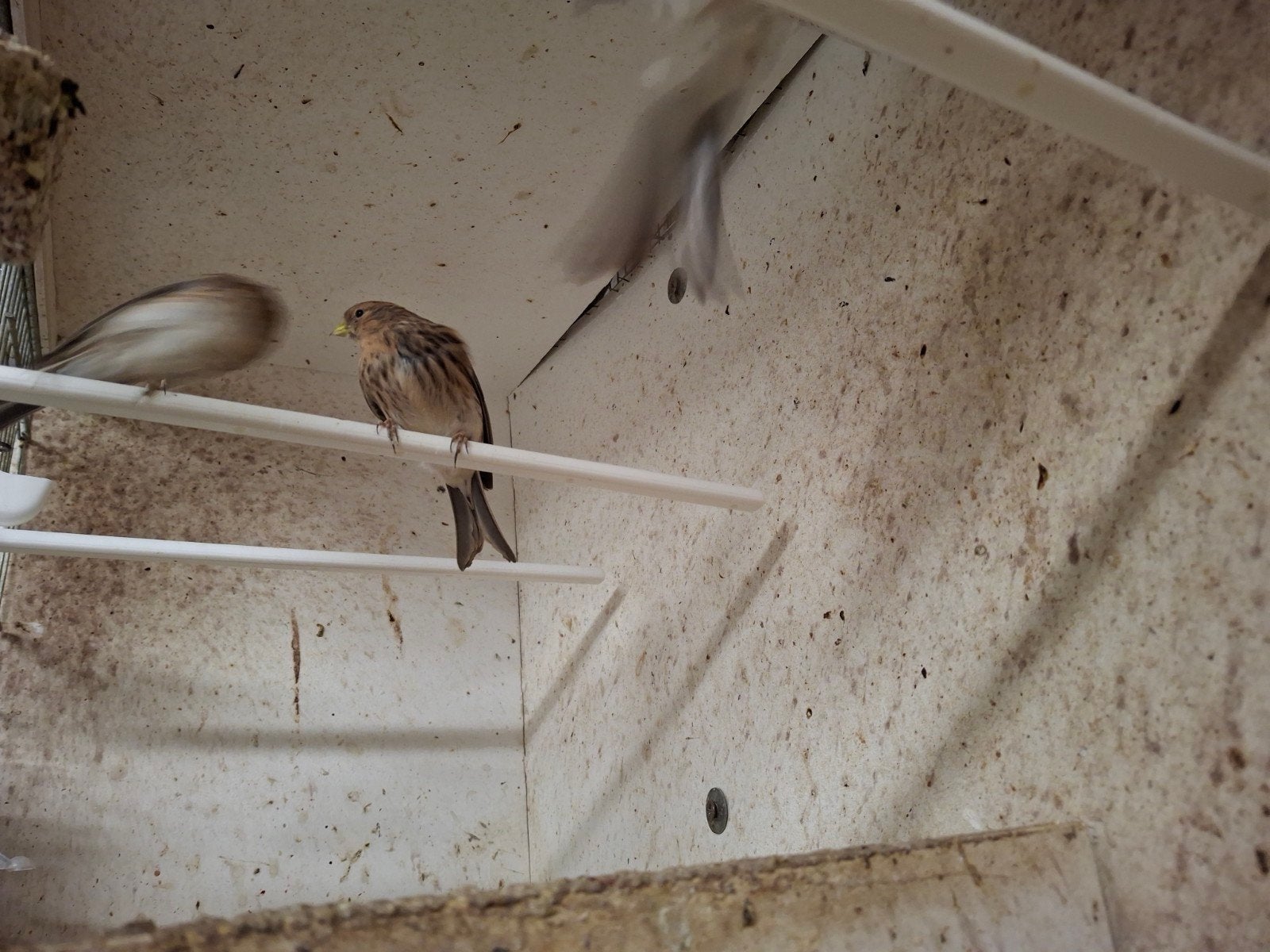 poppen van fraters, Vrouwelijk, Wildzangvogel, Geringd
