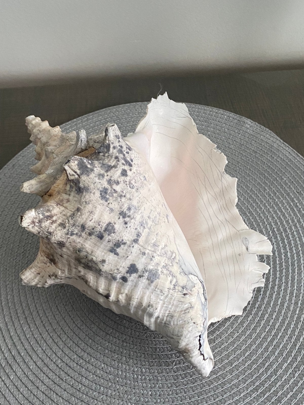echte grote decoratieve zee schelp, Ophalen