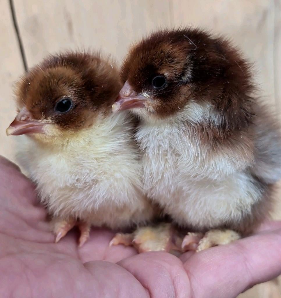 Prachtige brahma kuikens met kans op krul, Animaux & Accessoires, Volatiles, Poule ou poulet