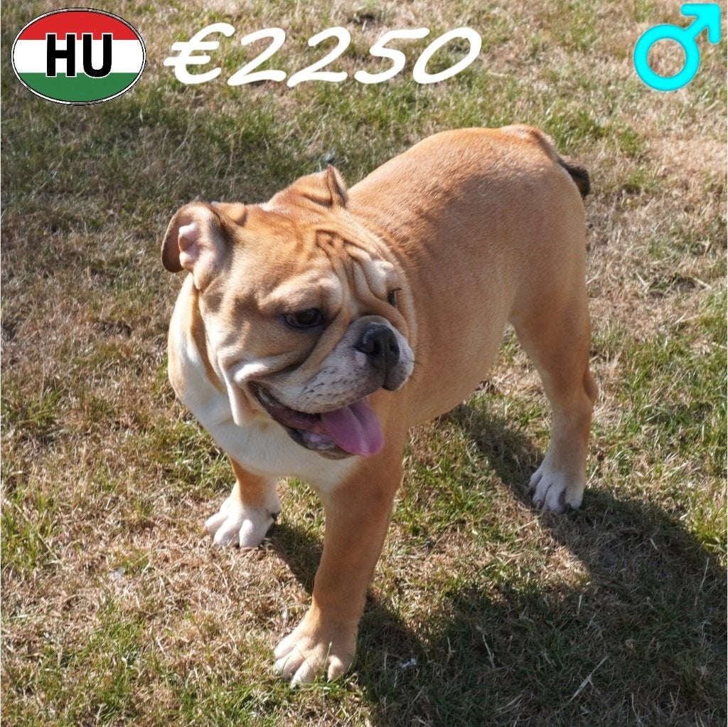Bouledogue Anglais, chiots à vendre - Doux et robustes, Animaux & Accessoires, 15 semaines à 1 an, Plusieurs animaux, Bouledogue