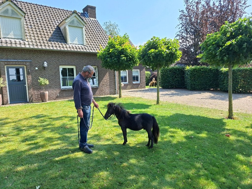 Apart mooi klein mini paardje, Dieren en Toebehoren, Pony's, Hengst, A pony (tot 1.17m), Gechipt, 0 tot 2 jaar
