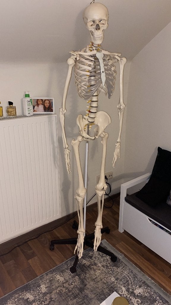 Anatomisch skelet, Diversen, Ophalen, Zo goed als nieuw