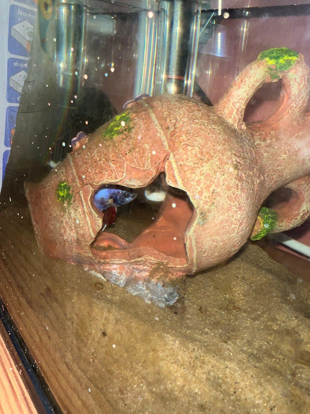 Betta vis, 0 tot 2 jaar