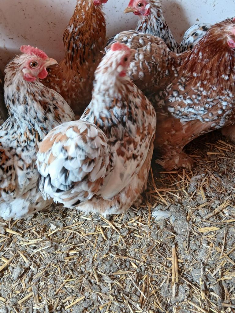 Œufs à éclore, cochin, bébé, Animaux & Accessoires, Sexe inconnu, Poule ou poulet