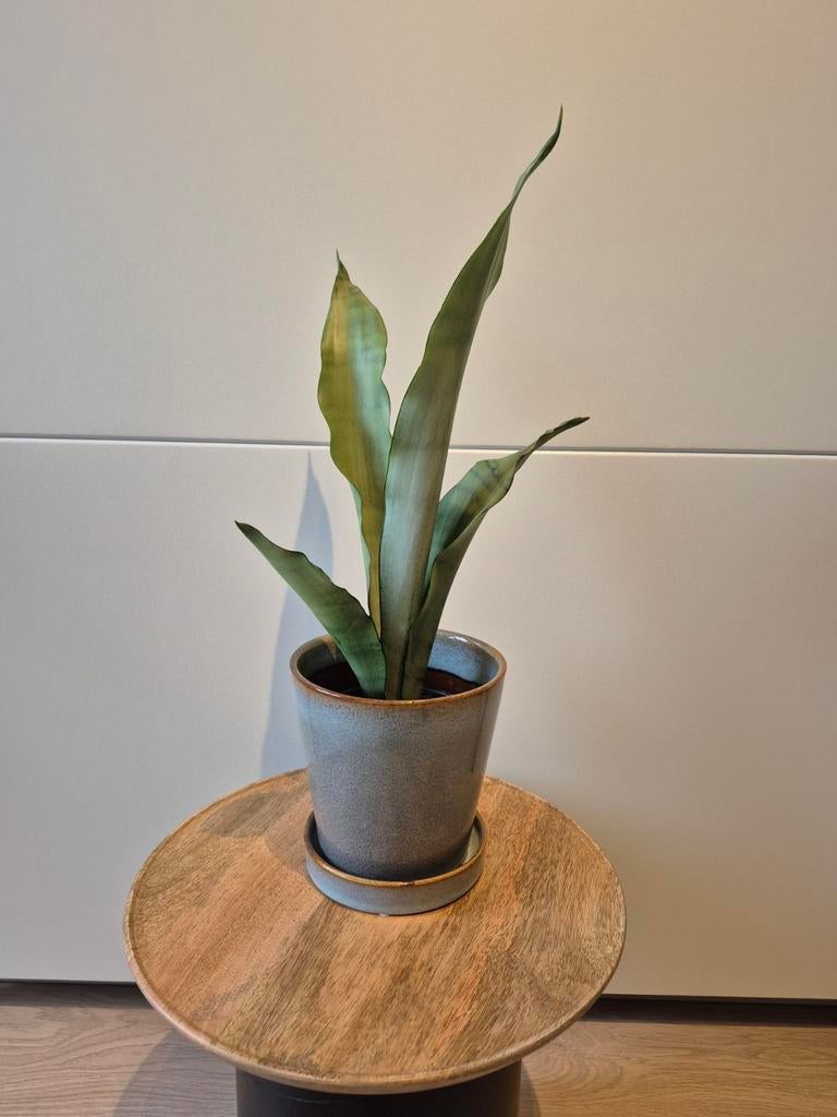 Moonshine sanseveria, Ophalen