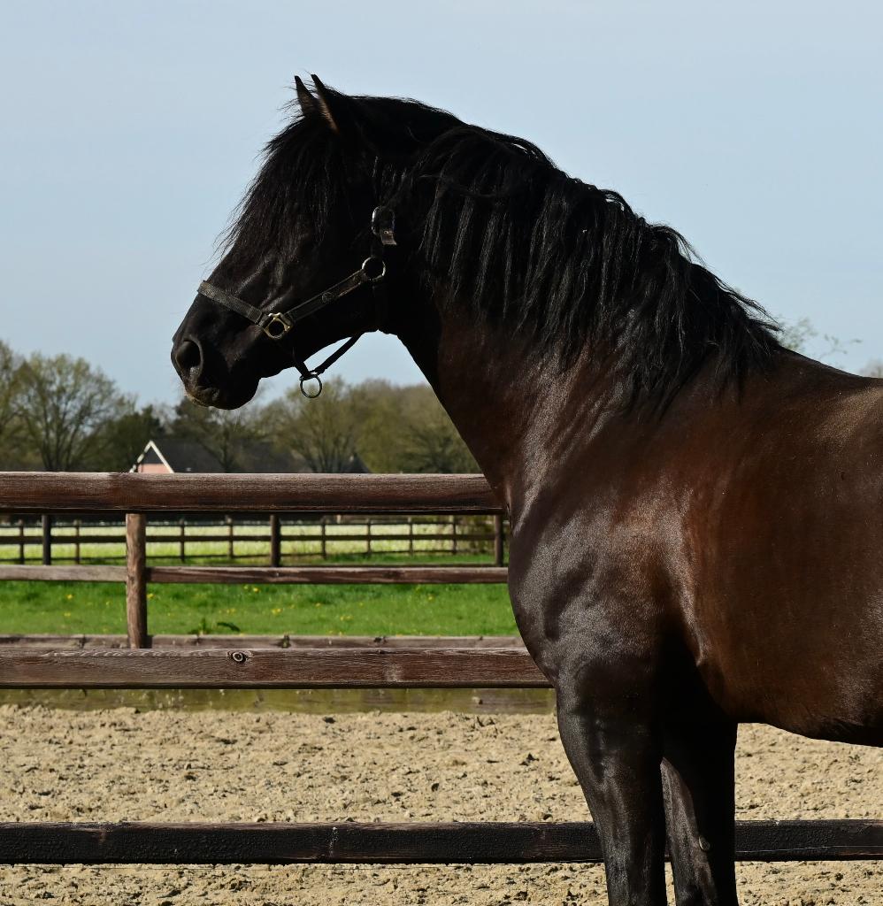 Pre hengst met carta, Dieren en Toebehoren, Paarden, 175 cm of meer, Met stamboom, Dressuurpaard, 3 tot 6 jaar