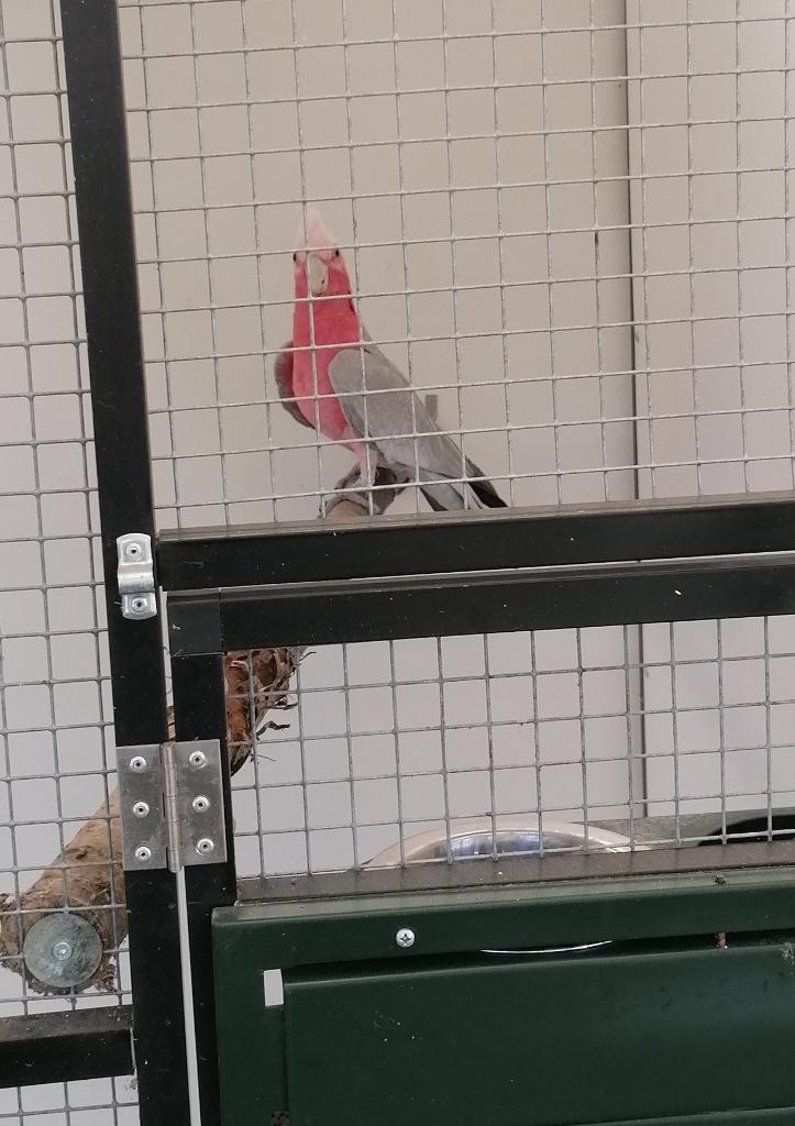 Cacatoès rose Split Lutino 2023, Domestique