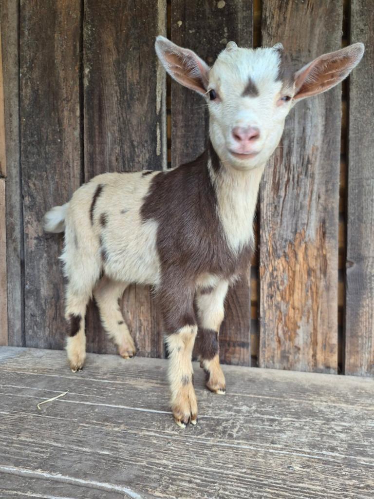 Dwerggeit bokje, Dieren en Toebehoren, Schapen, Geiten en Varkens