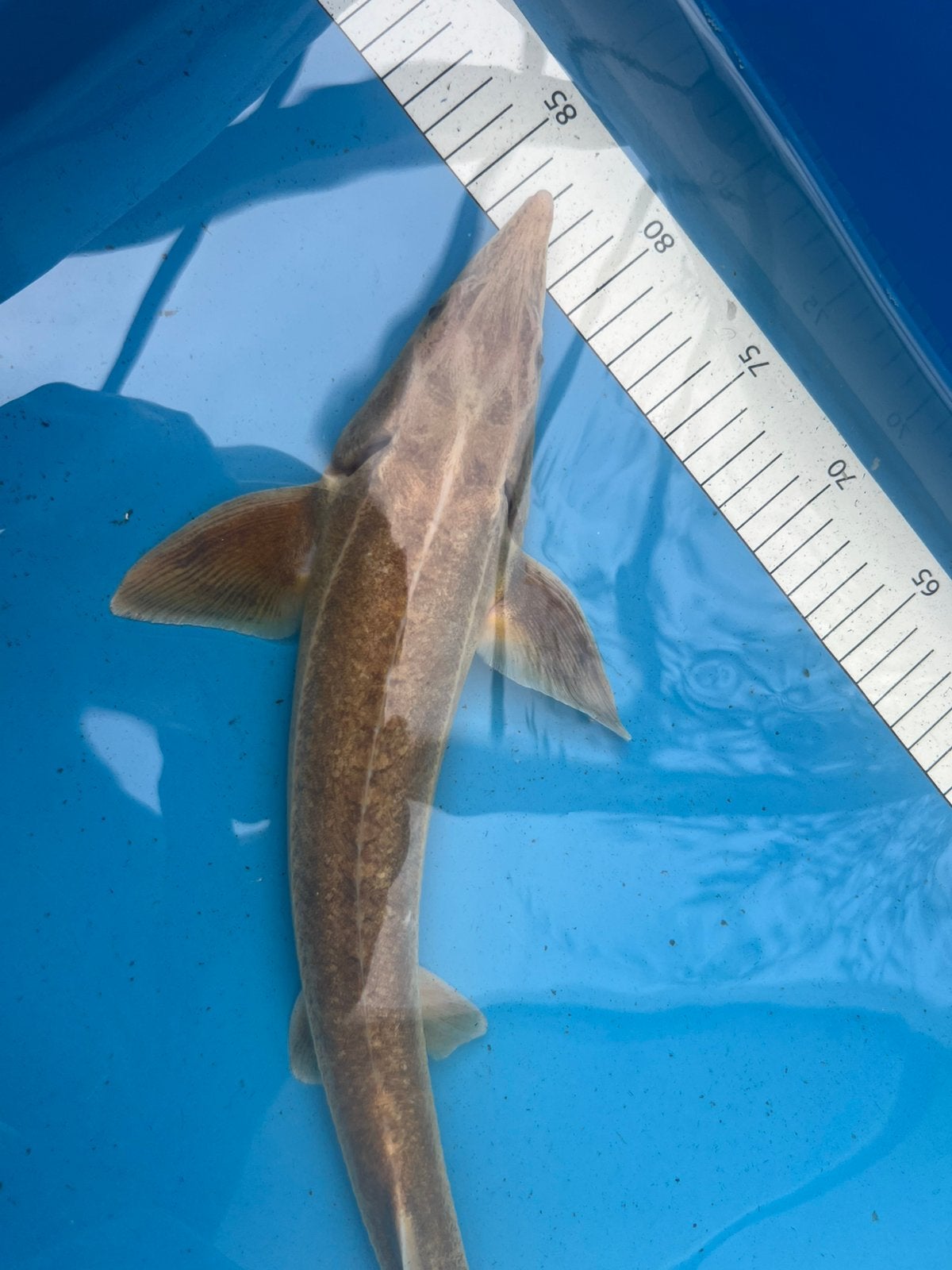 Albino steur 50cm, Dieren en Toebehoren, Steur