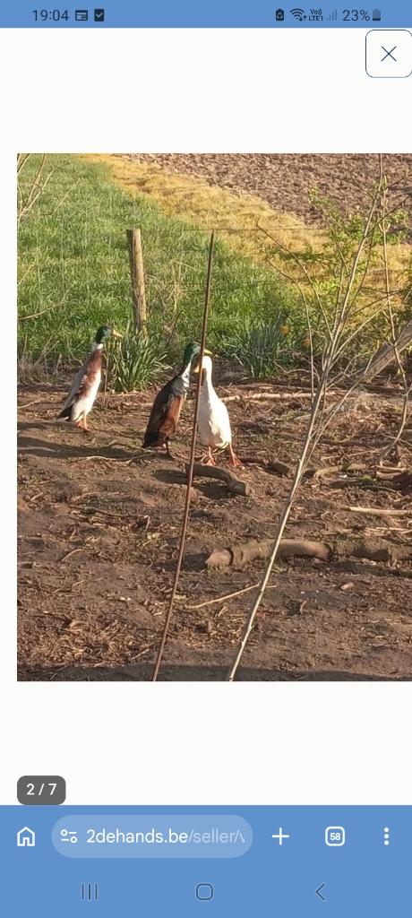 Indische loopeenden, Dieren en Toebehoren, Pluimvee, Meerdere dieren, Eend