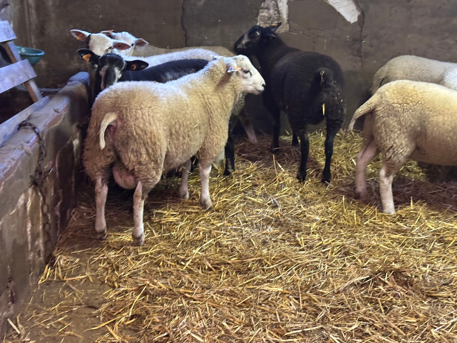 Stamboek swifter rammen, Dieren en Toebehoren, Mannelijk, Schaap, 0 tot 2 jaar