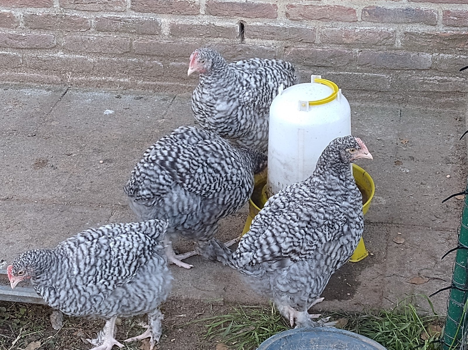 Mechelse koekoek, jonge hanen, Mannelijk, Kip