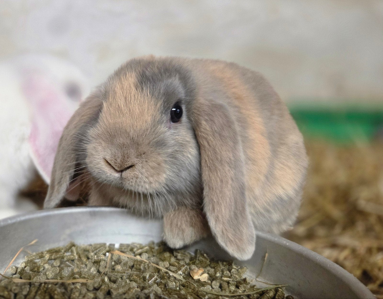 Nederlandse hangoordwerg voedster, Dieren en Toebehoren, Konijnen