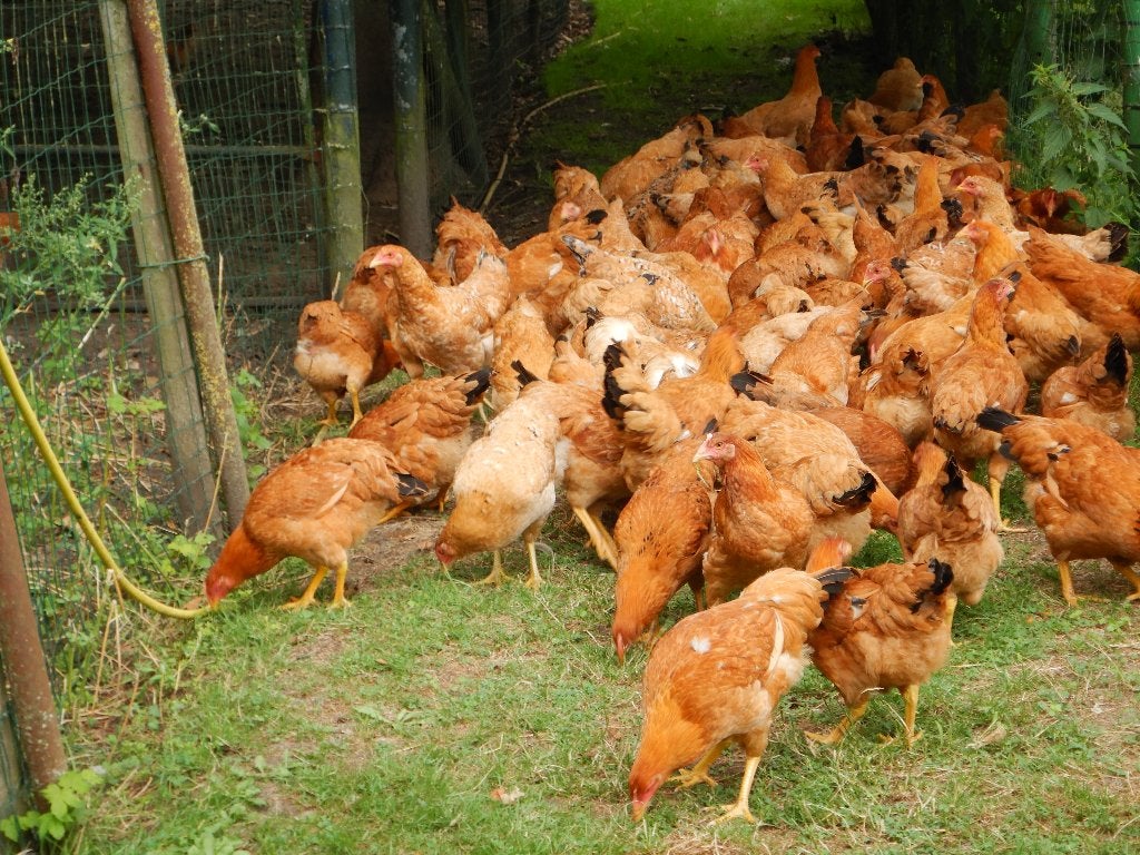 kinderboerderij verkoopt legkippen eigen kweek in willebroek, Dieren en Toebehoren, Pluimvee, Vrouwelijk, Kip