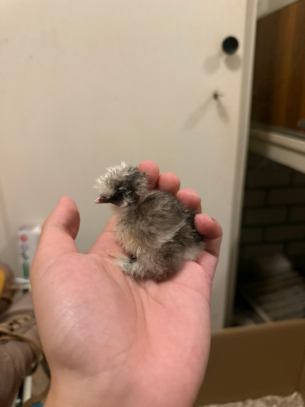 8 mooie USA zijdehoen kuikens, Dieren en Toebehoren