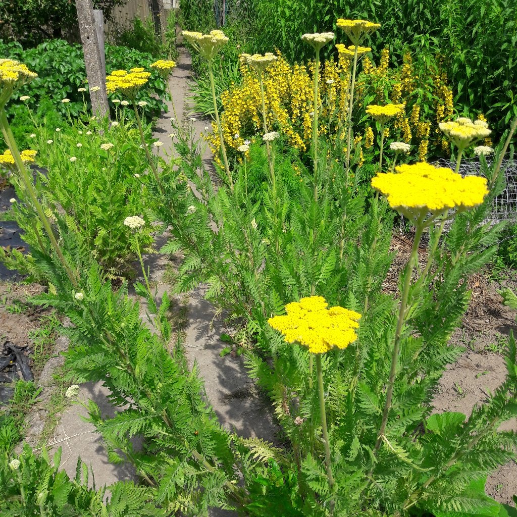 Duizendblad archillea millefolium vaste plant, Ophalen, Vaste plant