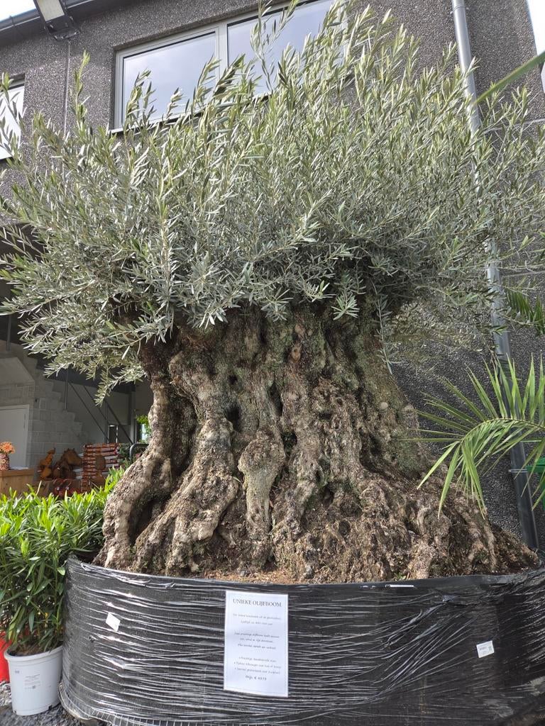 Prachtige olijfboom Olea Europaea Bonsai, Tuin en Terras, Ophalen, Olijfboom