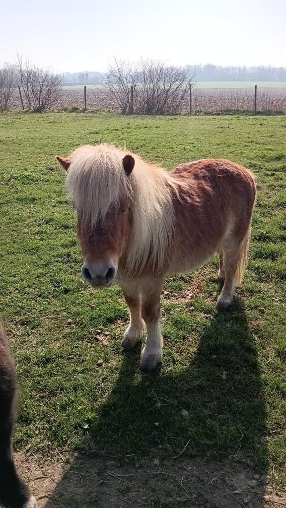 Brave Shetland ruin, Hongre, 11 ans ou plus