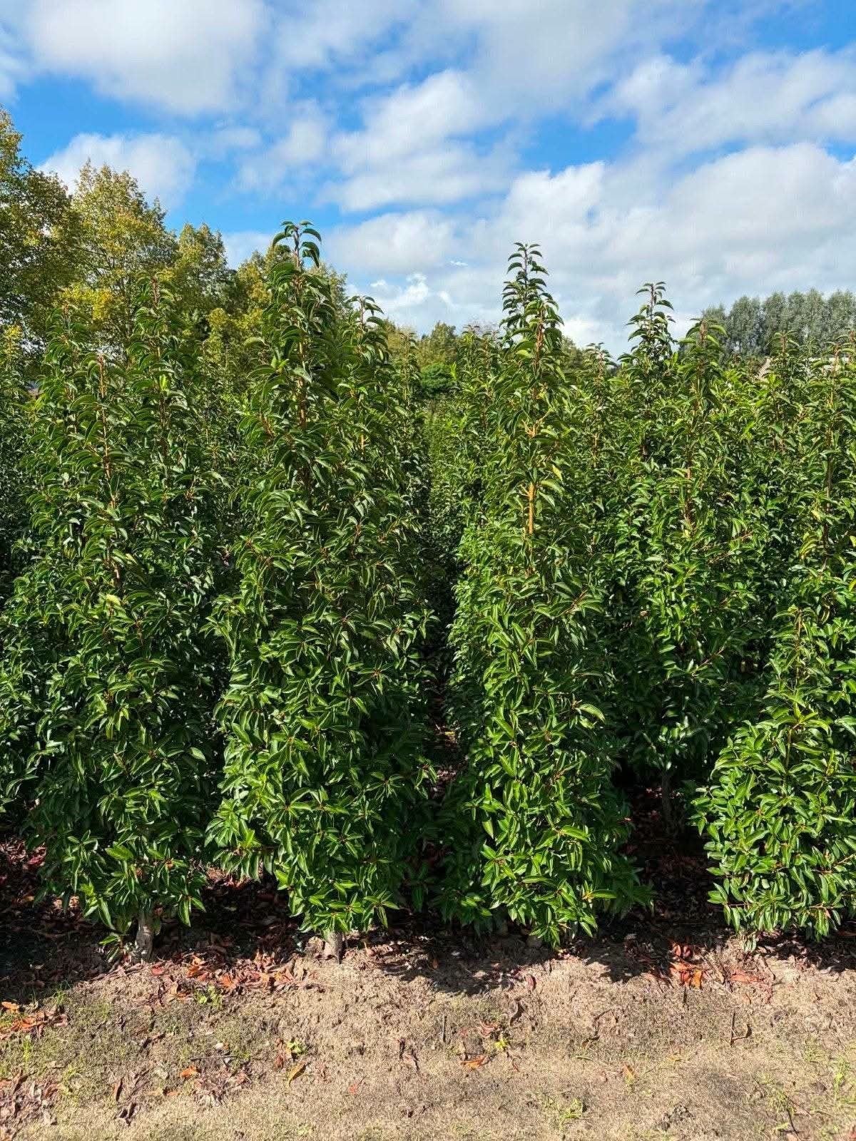 ‼️prunus lusitanica angustifolia aan promoprijzen‼️, Tuin en Terras, Ophalen, Laurier