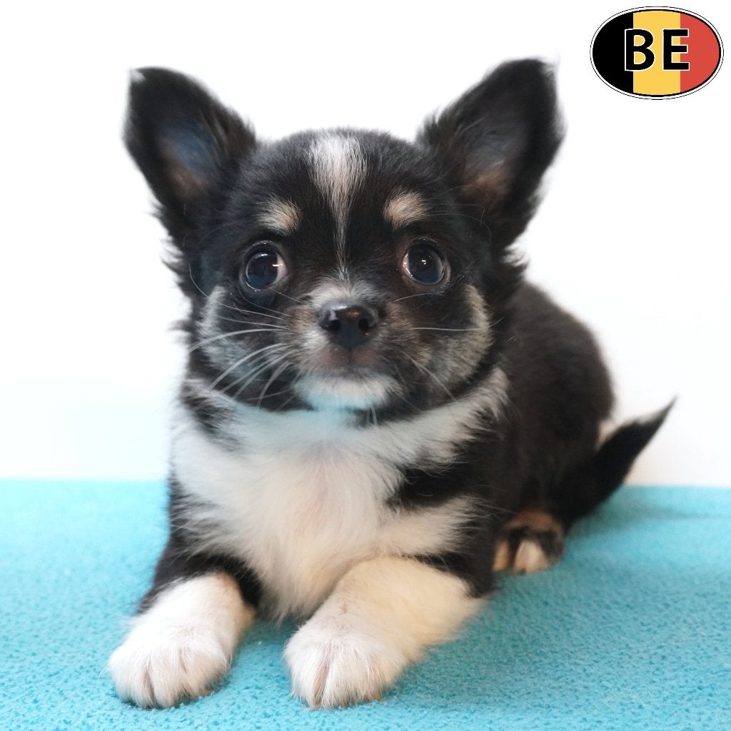 Chiots Chihuahua à poil long à vendre (belges), Commerçant, Maladie de Carré (chiens), 8 à 15 semaines, Plusieurs