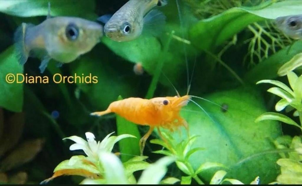 Crevettes Neocaridina Sakura Orange Sunkist