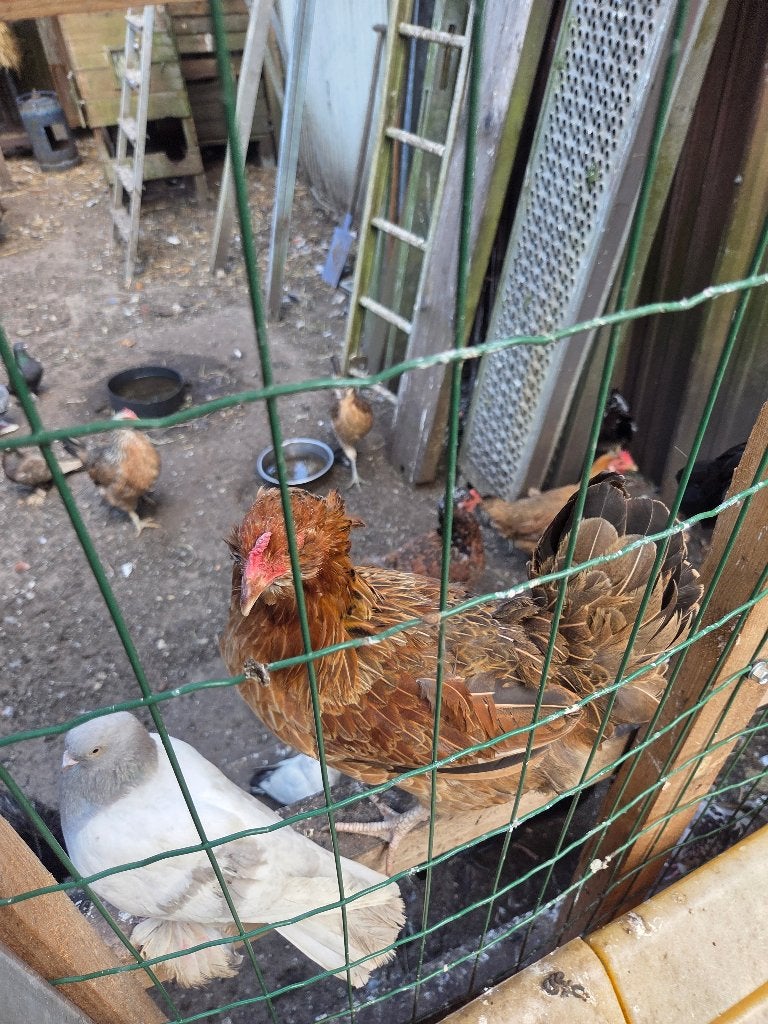 Legkippen/raskippen uitverkoop, Dieren en Toebehoren, Pluimvee, Kip