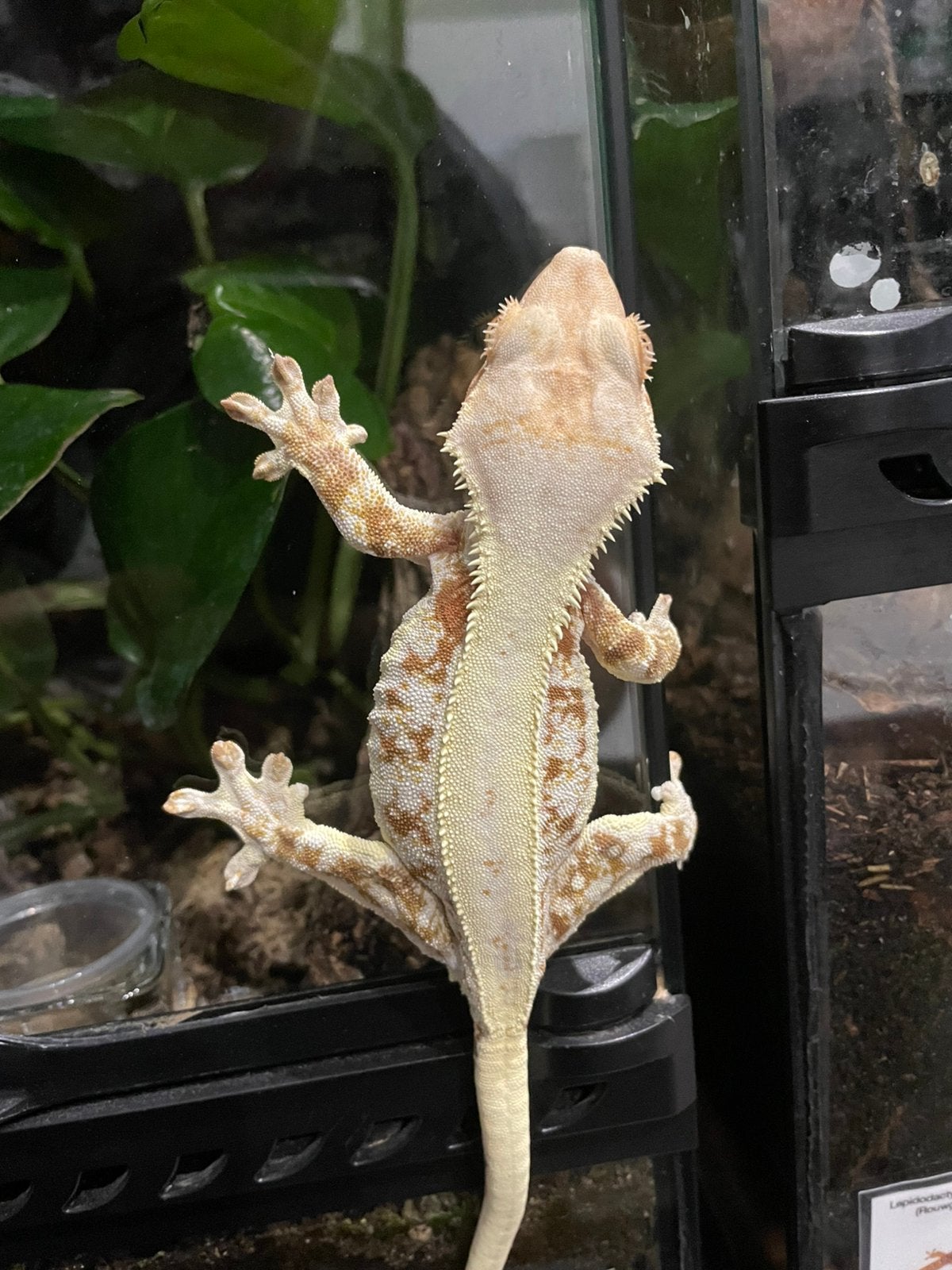 Wimpergekko lilly white vrouw, Dieren en Toebehoren