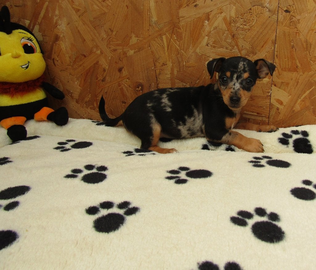 Dwergpinscher pupjes, Dieren en Toebehoren, Honden | Bulldogs, Pinschers en Molossers, Meerdere dieren, Overige rassen, Fokker | Professioneel