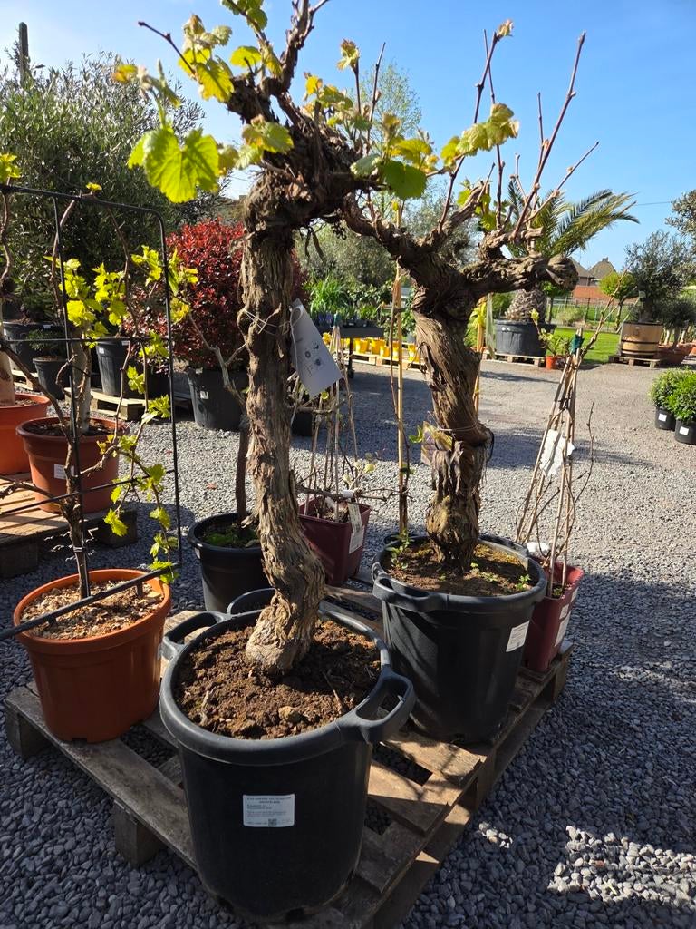 Vitis Vinifera Bonsai - druivelaar, Ophalen