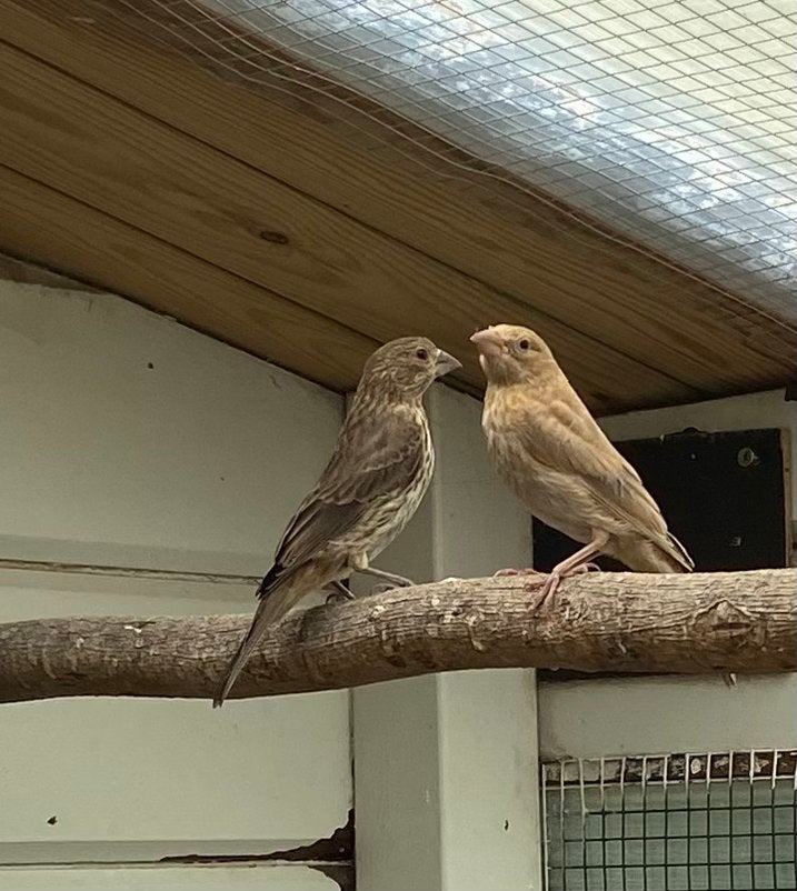 Mex roodmus, Dieren en Toebehoren, Vogels | Overige Vogels
