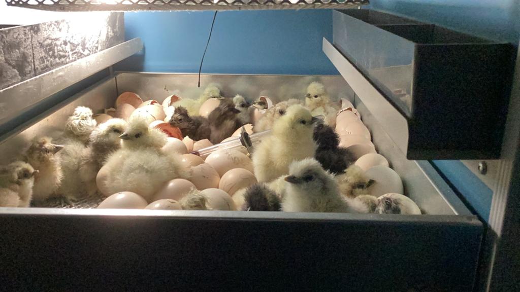USA zijdehoen, Meerdere dieren, Kip