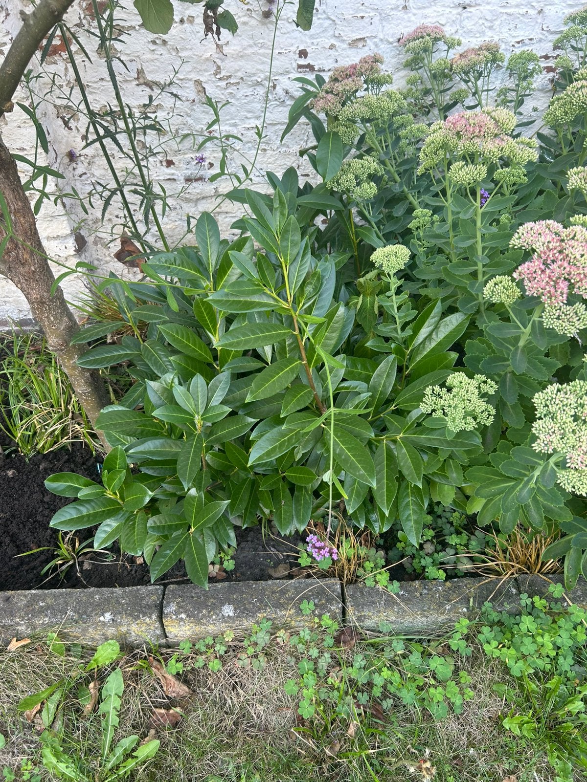 Laurel, Enlèvement