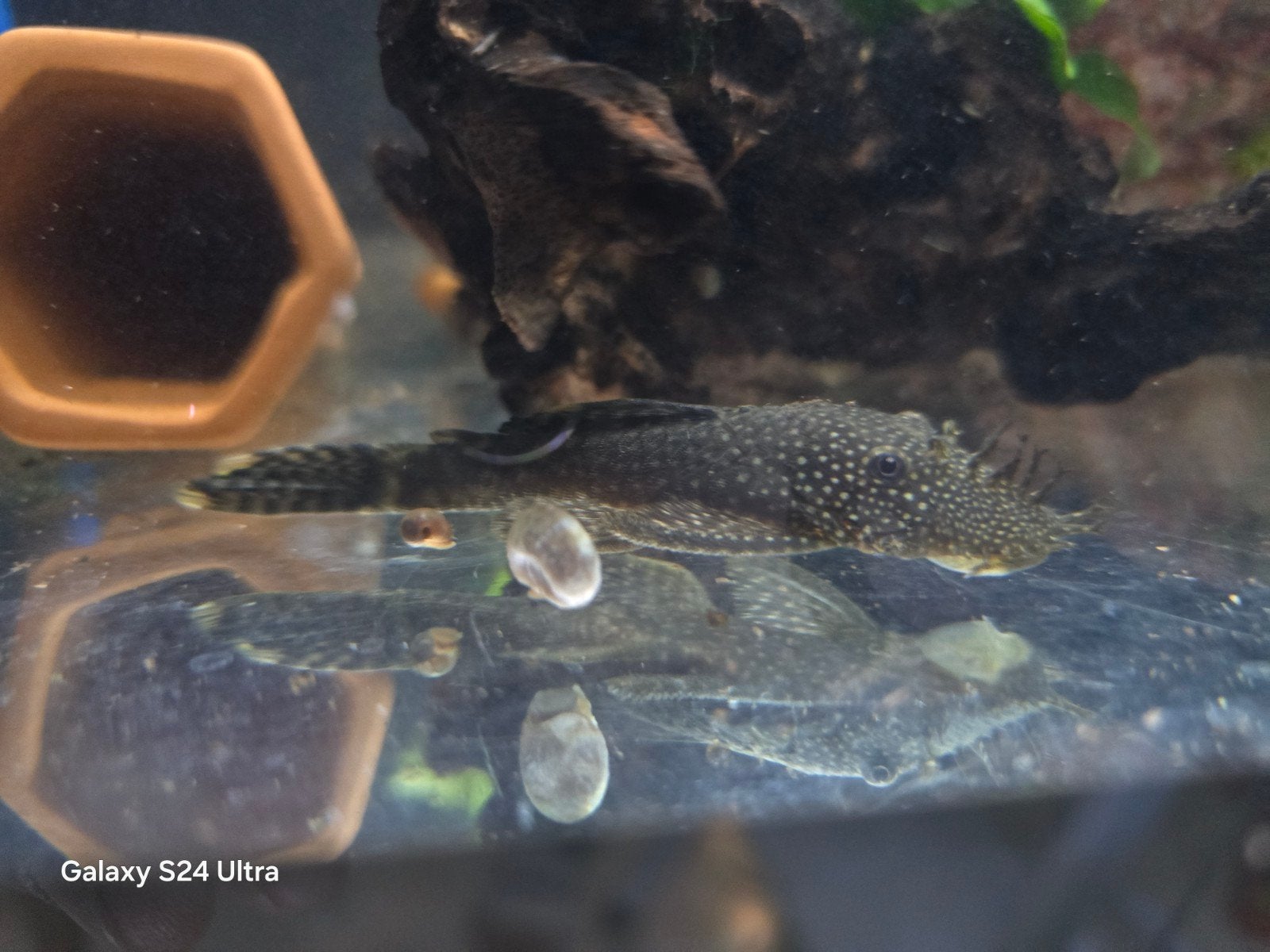 Ancistrus Brown, Animaux & Accessoires, Poisson, Poisson d'eau douce, Banc de poissons