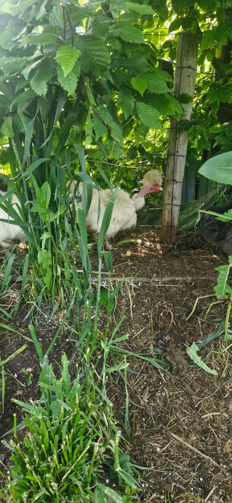 Zijdehoen naakhals hennen, Dieren en Toebehoren, Pluimvee
