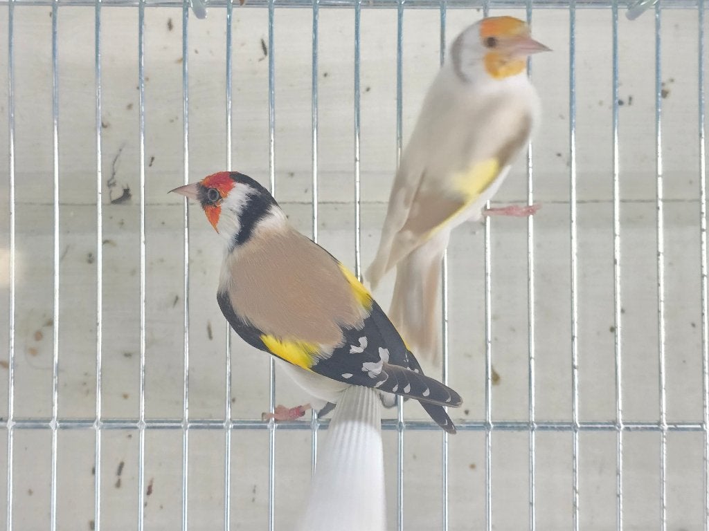 Kleine putters, Dieren en Toebehoren, Wildzangvogel, Geringd